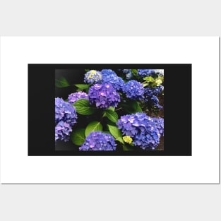 Hydrangea explosion Posters and Art